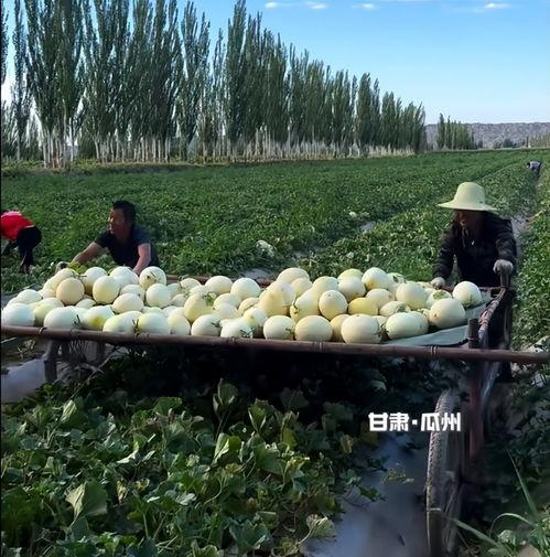 瓜州是不是免费吃瓜,免费瓜果盛宴，尽享甜蜜时光  第3张